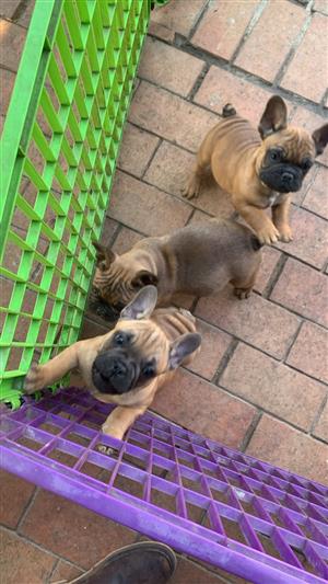Stunning French bulldog puppies available