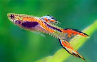 Endler Guppies