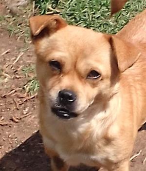 Pug x miniature pinscher female