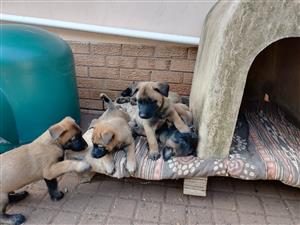 Belgian Malinois Pups for sale