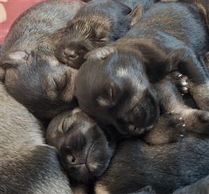 Miniature schnauzer puppies
