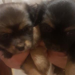 Morkies pups