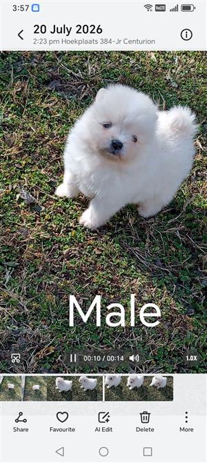 Toypoms pomeranian 