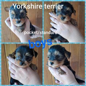 Yorkshire terrier boys