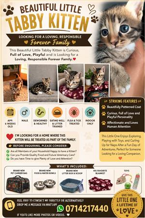 Beautiful Little Tabby Kitten is Looking for his Forever Family