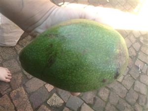 KwaZulu Natal botter avos 