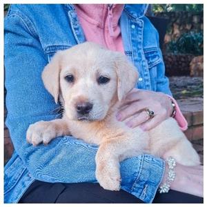 Purebred Labrador Pups 