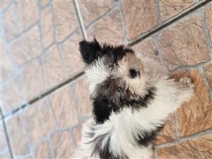 Maltese puppies 