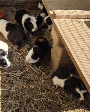 Guinea Pigs for sale