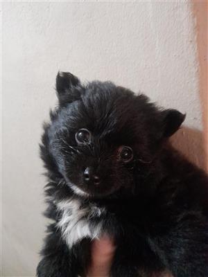 Black pomeranian male puppies 