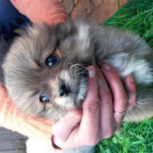 toypom male puppies 