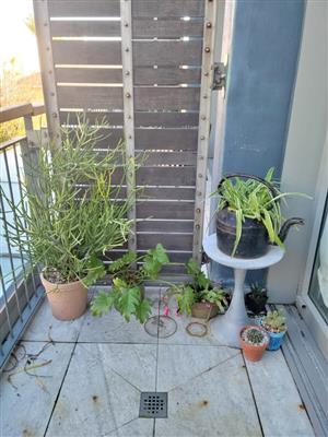 Various Pot Plants - Large, Medium and Small Available - Potted