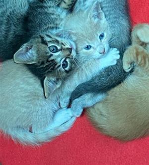 Maincoon cross Domestic kittens