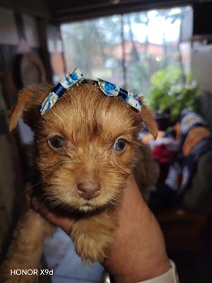Yorkie females 