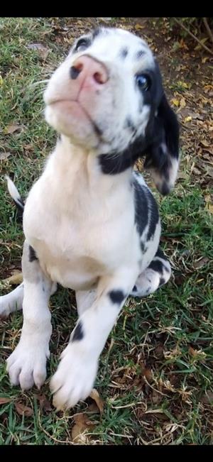 Great Dane puppies for sale 