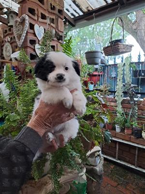 Pappilon Puppies for sale