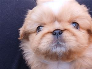Pekingese puppies