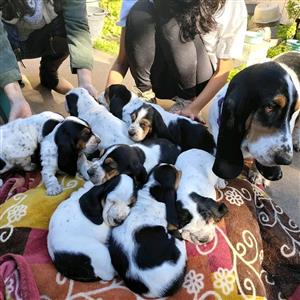 Basset Hound puppy for sale