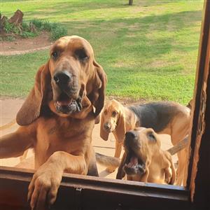 Bloodhound puppies for cheap sale south africa