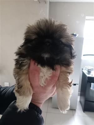 Pekingese puppy female