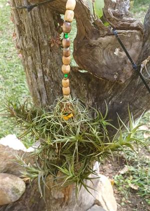 Airplants Tillandsia Cluster