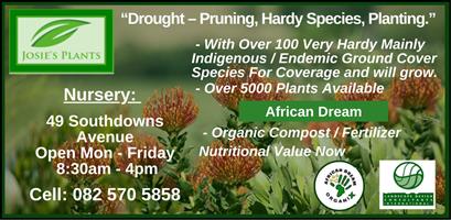 Plants & African Dream for sale - 49 Southdowns Avenue, Port Alfred