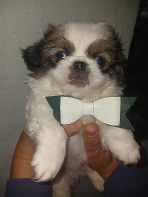 Ready bear Pekingese male puppies 