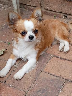 Long hair Chihuahua Female Available 