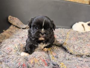Pekingese puppy