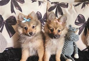 TOYPOM PUPPIES.