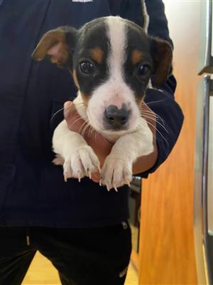 1 Jack Russels puppy for sale.
