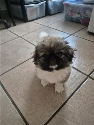 Pekingese Puppies