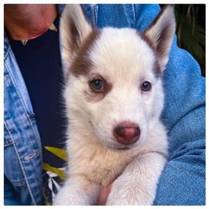 Purebred Siberian Husky Female 