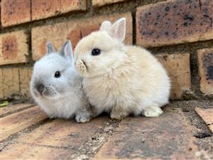 Purebred Netherland dwarf bunnies