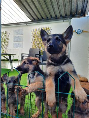 German Shepherd Puppies Pure breed