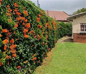 1Bed Cottage Own privacy n entrance Bedfordview Essexwold 24Hr streetPatrolled