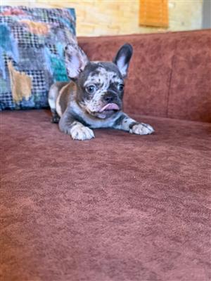 Gorgeous Exotic French bulldog puppies available 