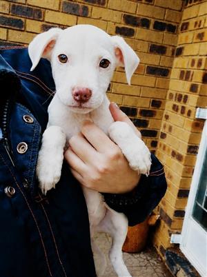 Labrador x great dane puppy 