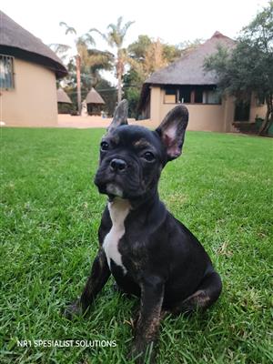 Frenchton 