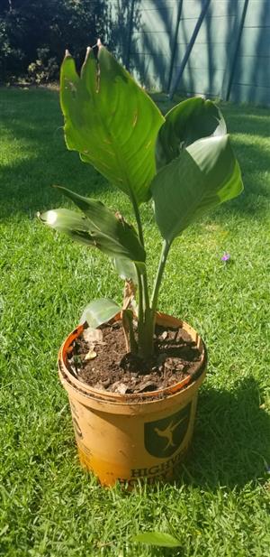 Bird of Paradise, Strelitzia reginae Plant