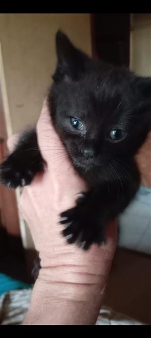 Male maincoon