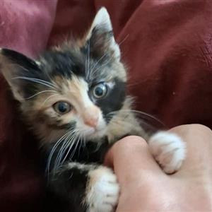 Miss Moneypenny is one of dozens of rescue kittens at CatzRus, Pretoria 