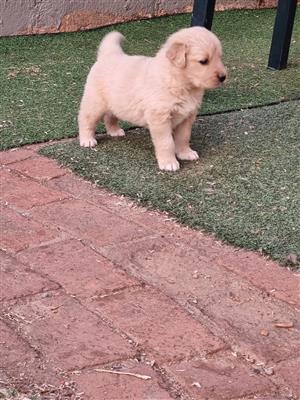 Gorgeous Golden Retriever puppies available