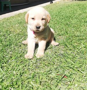Labrador puppies for sale. 5 week's old