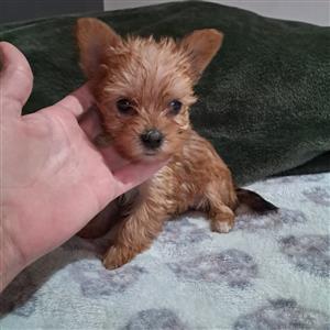 Yorkshire terrier puppies yorkies 