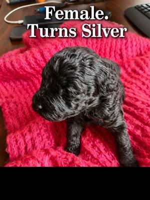 French poodles puppies 