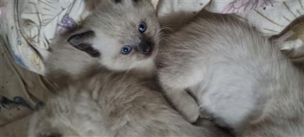 Ragdoll Siamese Kittens 
