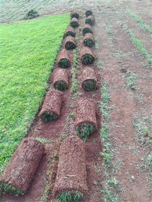 Instant lawn for sale