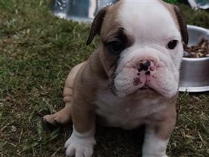Gorgeous English bulldog puppies available