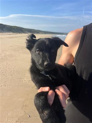 Shollie (German Shepherd and Border Collie) puppies for sale